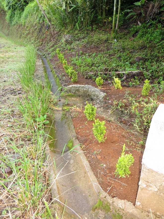 Recently we planted some  Flor de Fuego (Ixora cocinnea) along the sides of our driveway entrance.