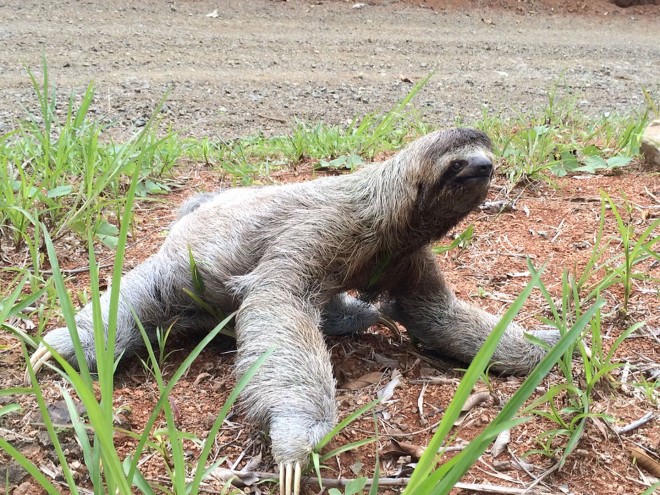 V - sloth